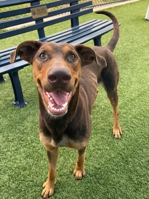 adoptable Dog in Dallas, TX named BORIS