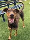 adoptable Dog in  named BORIS