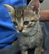 adoptable Cat in  named LOLA
