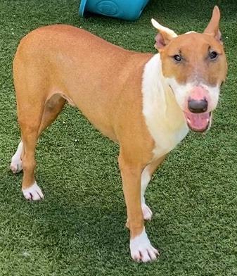adoptable Dog in Dallas, TX named TRUNK