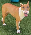 adoptable Dog in  named TRUNK