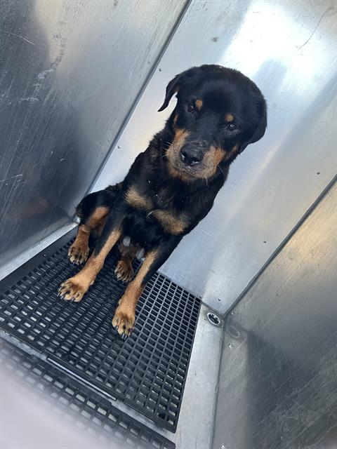 adoptable Dog in Dallas, TX named LEIGHLA