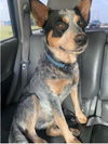 adoptable Dog in  named LEO