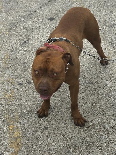 adoptable Dog in Dallas, TX named RED