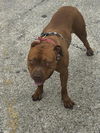 adoptable Dog in  named RED