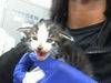 adoptable Cat in dallas, TX named BRUNO