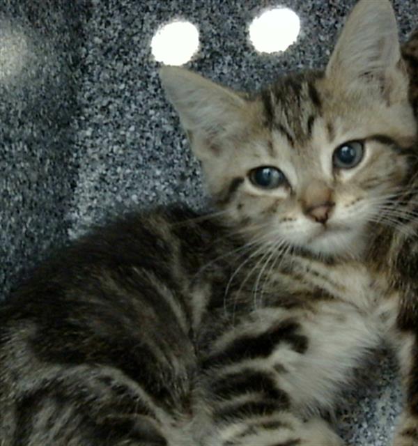 adoptable Cat in Dallas, TX named MAC