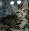 adoptable Cat in dallas, TX named MAC