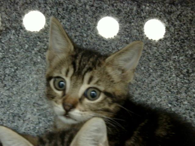 adoptable Cat in Dallas, TX named CHEESE