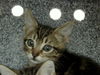 adoptable Cat in dallas, TX named CHEESE