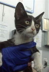 adoptable Cat in Dallas, TX named FANTA