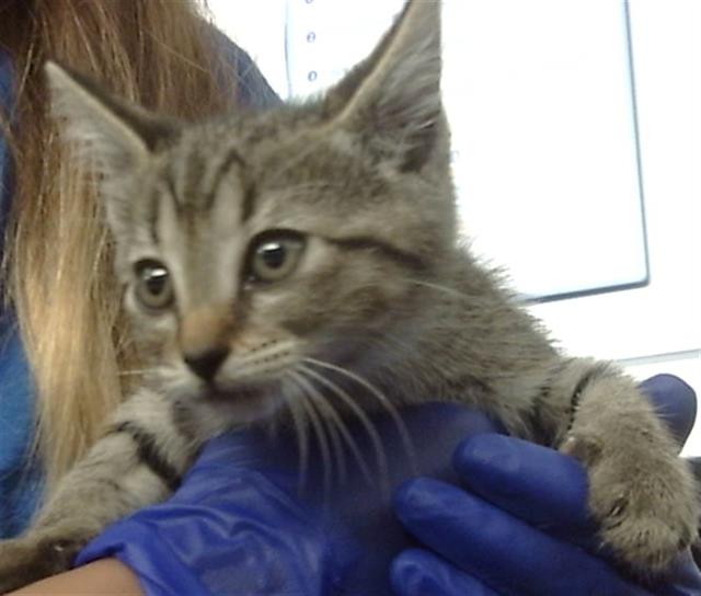 adoptable Cat in Dallas, TX named ROSE