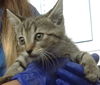adoptable Cat in Dallas, TX named ROSE
