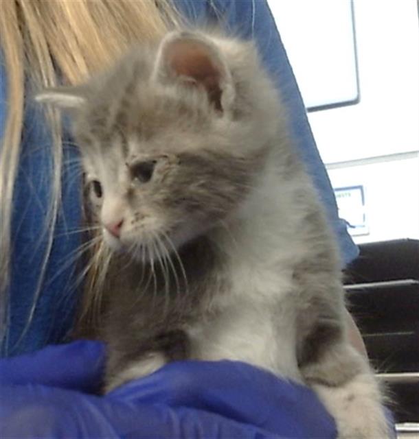 adoptable Cat in Dallas, TX named UNICORN