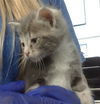 adoptable Cat in Dallas, TX named UNICORN