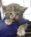 adoptable Cat in Dallas, TX named STUFFY