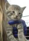 adoptable Cat in Dallas, TX named SMURFETTE