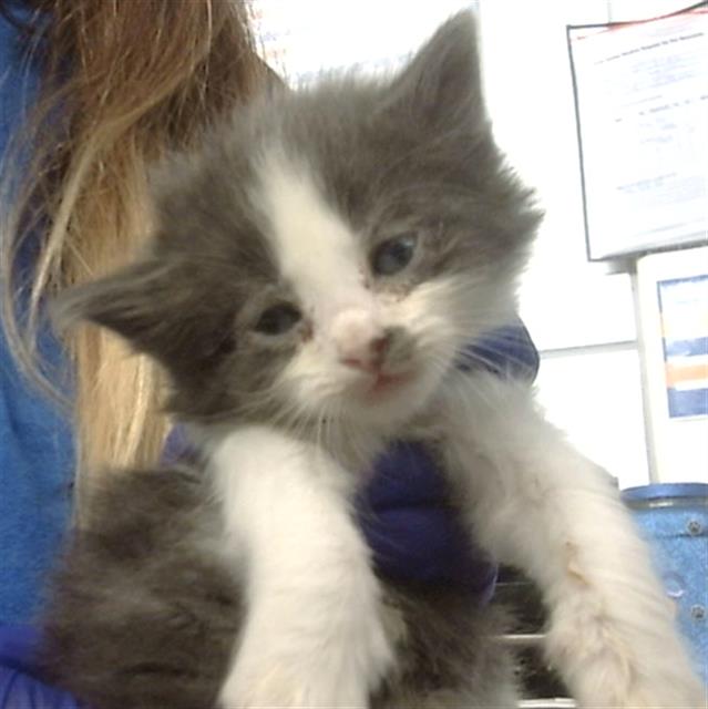 adoptable Cat in Dallas, TX named PEPE