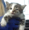 adoptable Cat in Dallas, TX named THUNDER