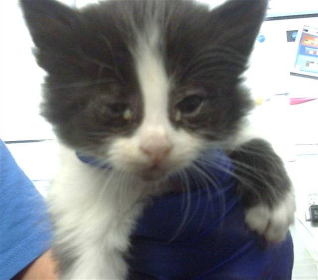 adoptable Cat in Dallas, TX named RAIN