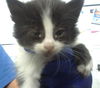 adoptable Cat in dallas, TX named RAIN