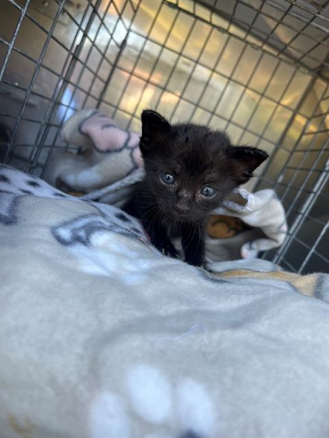 adoptable Cat in Dallas, TX named VERSA