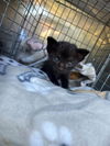 adoptable Cat in Dallas, TX named VERSA