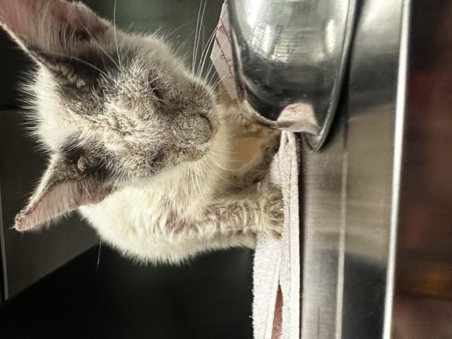 adoptable Cat in Dallas, TX named NIMBUS