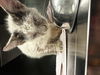adoptable Cat in Dallas, TX named NIMBUS