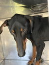 adoptable Dog in  named CHAMPS