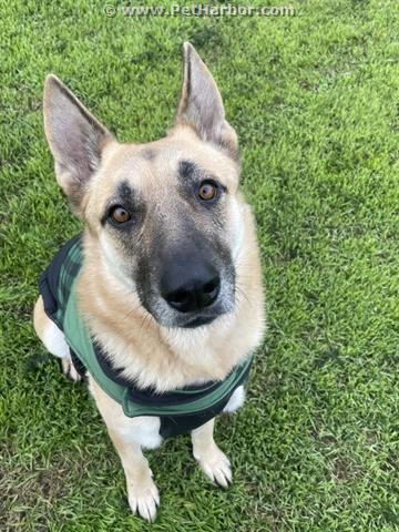 adoptable Dog in Dallas, TX named HANNAH