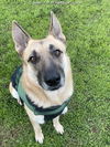 adoptable Dog in ,  named HANNAH