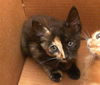 adoptable Cat in ,  named EMBUR