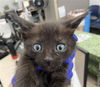 adoptable Cat in ,  named MOONSHINE