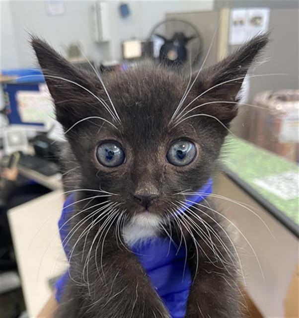 adoptable Cat in Dallas, TX named WHISKEY