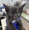 adoptable Cat in ,  named WHISKEY
