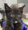 adoptable Cat in ,  named SHERRY