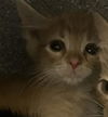 adoptable Cat in ,  named THING 1