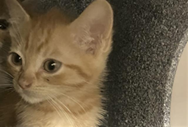 adoptable Cat in Dallas, TX named THING 2