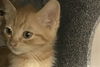 adoptable Cat in ,  named THING 2