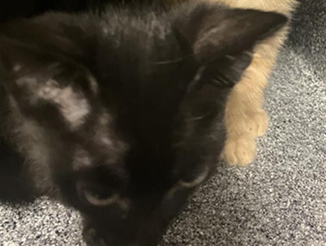 adoptable Cat in Dallas, TX named THING 3