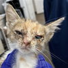 adoptable Cat in ,  named AURORA