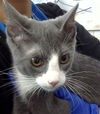 adoptable Cat in ,  named REY