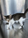 adoptable Cat in ,  named CLEO