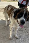 adoptable Dog in Dallas, TX named RONDA