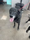 adoptable Dog in  named SHADOW
