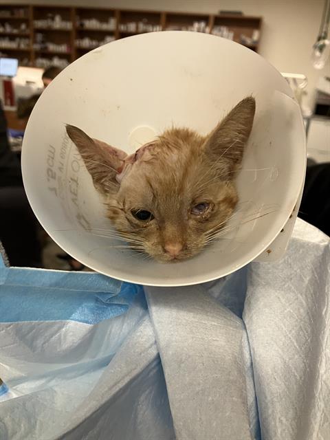 adoptable Cat in Dallas, TX named BRIANA