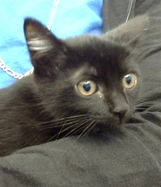 adoptable Cat in Dallas, TX named ANGEL