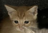 adoptable Cat in  named SNAP