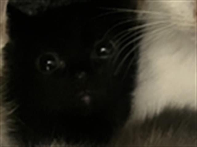 adoptable Cat in Dallas, TX named POP